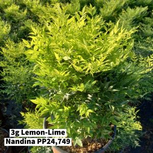 September 2022 3g Lemon-Lime Nandina PP24,749